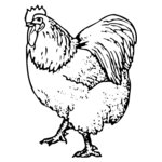 CHICK003