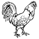 CHICK019