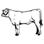 COW017