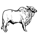 COW018