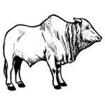 COW021