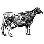 COW034