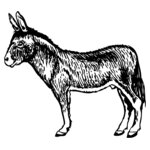 BURRO004