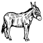 BURRO005