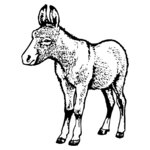 BURRO009