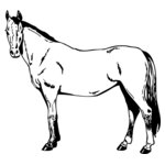 HORSE025