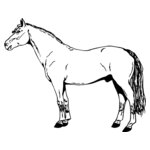 HORSE027