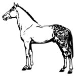 HORSE031