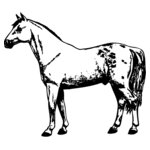 HORSE032