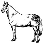 HORSE033