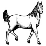 HORSE041