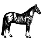 HORSE054