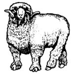 SHEEP001