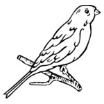 BIRD015