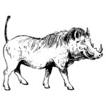 BOAR0002