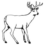 DEER002