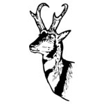 DEER013