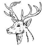 DEER022