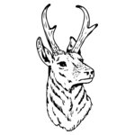 DEER023