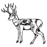 DEER025