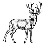 DEER029