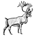 DEER030